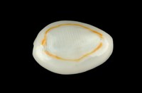 藏品(金環寶螺)的圖片